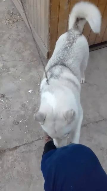 Xaski смотреть онлайн