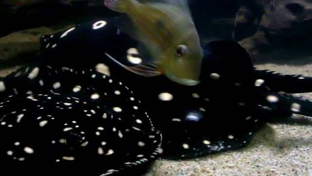 Potamotrygon смотреть онлайн