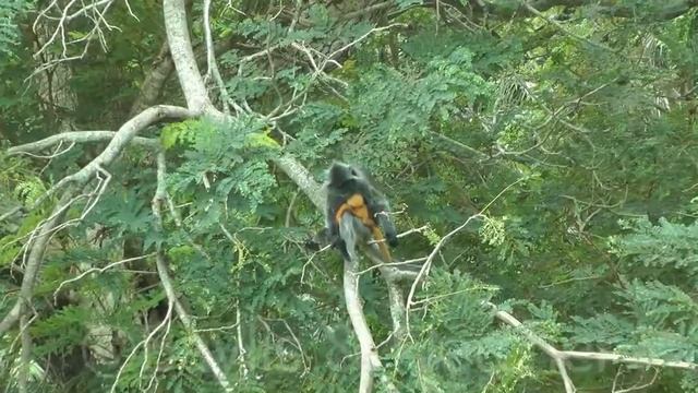 Silvered Leaf monkey (T. cristatus), Malaysia. 20160921_095800.m2ts смотреть онлайн