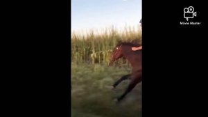 Мощный нашид- лошади