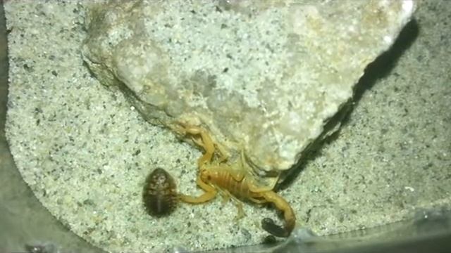Androctonus australis vs dubia смотреть онлайн