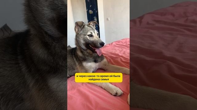 ‼️ПОМОГИТЕ НАЙТИ‼️ Калининград‼️89241051100 #поиск #калининград смотреть онлайн