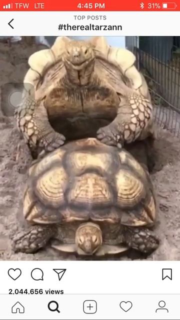 🐢turtles have SEX🐢 смотреть онлайн