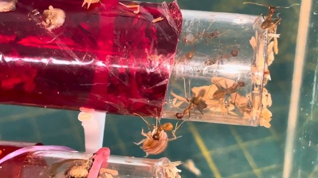 Une #fourmis tisserands d’Afrique 🤩 ( #oecophylla longinoda) #weaverants смотреть онлайн