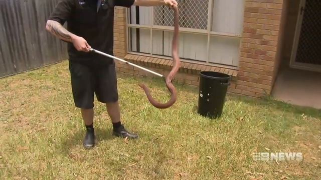 Slithery surprise in Aussie toilet | Nine News Australia смотреть онлайн