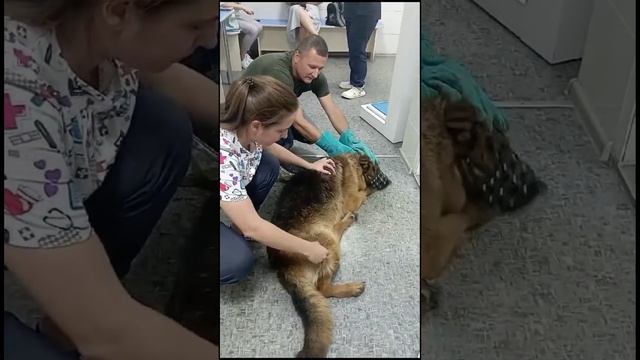 Изверг хозяин избивал собаку на протяжении жизни(((( #youtubevideo