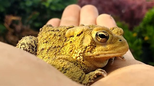 American toad (Anaxyrus americanus) - Amphibians | Revival By Nature смотреть онлайн