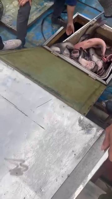 Trắm giòn tươi ngon tại Vua Cá Sạch nhé cả nhà mình смотреть онлайн