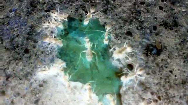 Ghost Ants Go Mad at Night смотреть онлайн