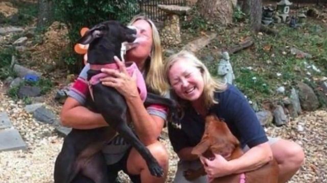 A couple of dogs were going to be put down but a miracle happens! смотреть онлайн