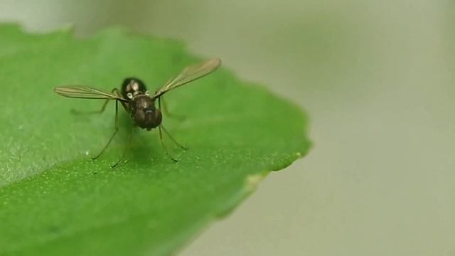 Bactrocera oleae (Rossi) Lalat zaitun смотреть онлайн