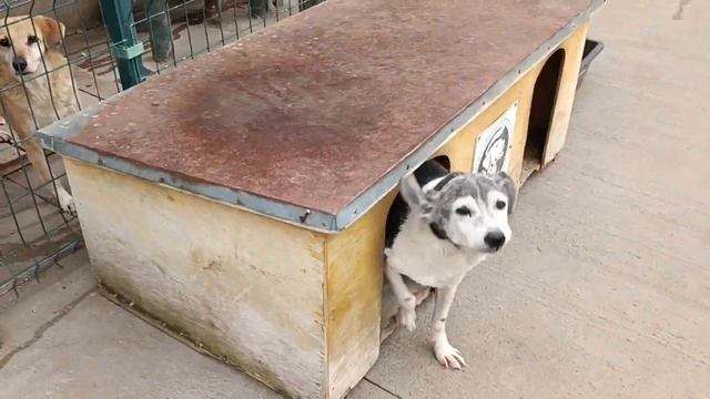 Тбилиси 🇬🇪 Грузия Приют Тамаза Элизбарашвили 🐕 🍀 🙏 Paypal : Elizbarashvilidog@yahoo.com смотреть онлайн