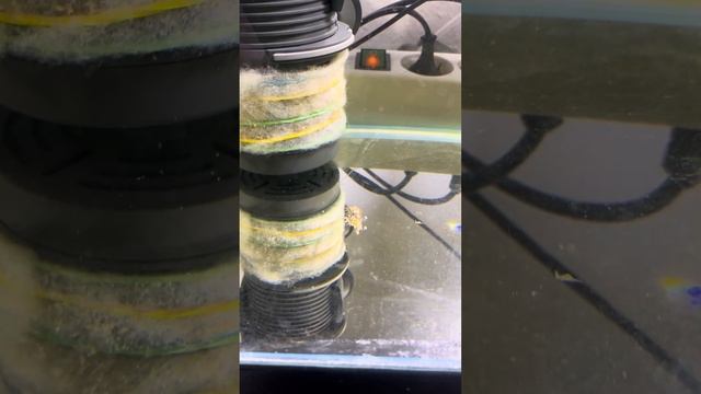 Аквариум икра Скалярии превращается в маленьких рыбок ￼￼ смотреть онлайн