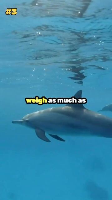 6 Fascinating Dolphin Facts You Need to Know #shorts #animals смотреть онлайн