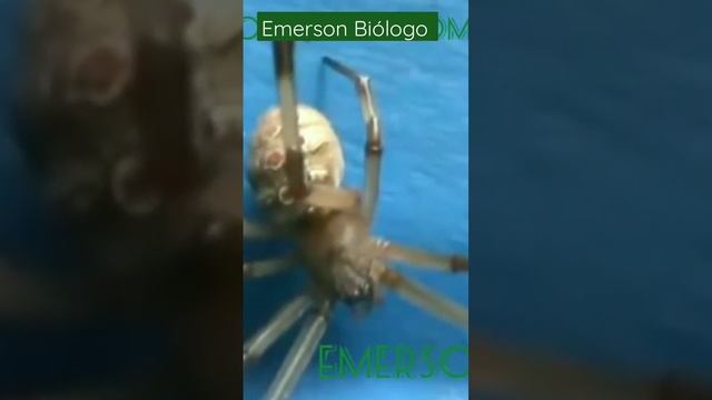 algumas curiosidades sobre as aranhas viúvas-marrons (14+) смотреть онлайн