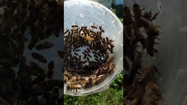 лечитесь пчёлами! смотреть онлайн