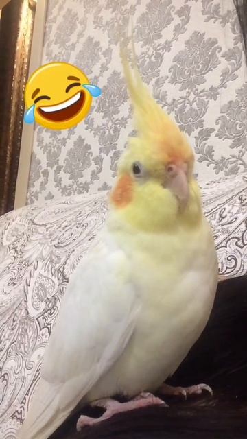 Попугай зевает корелла смотреть онлайн