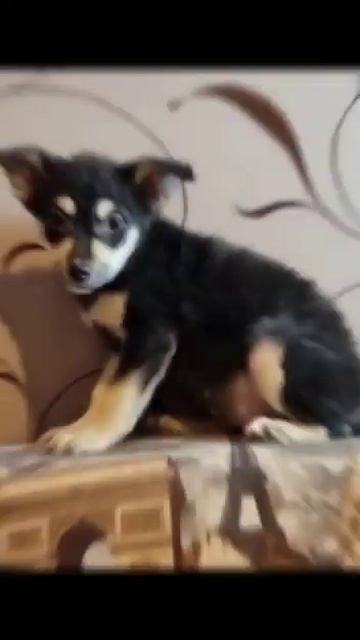 брошенные Щенки смотреть онлайн