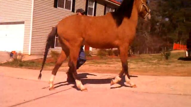 Marengo, short vid. смотреть онлайн