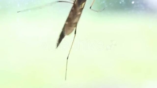 Big Mosquito Crane-Fly That Not Bite смотреть онлайн