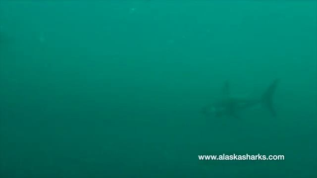 Salmon Shark Pass By смотреть онлайн
