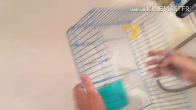 Уборка в клетке у хомяка Пушка🐹 ОРИГИНАЛ смотреть онлайн