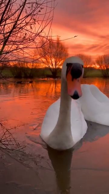 Cisnes en el atardecer смотреть онлайн