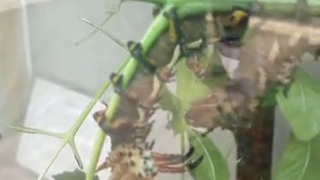 Regal Moth Caterpillars part 2/4 смотреть онлайн