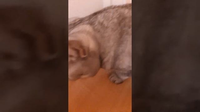 5 причин завести кошку. смотреть онлайн