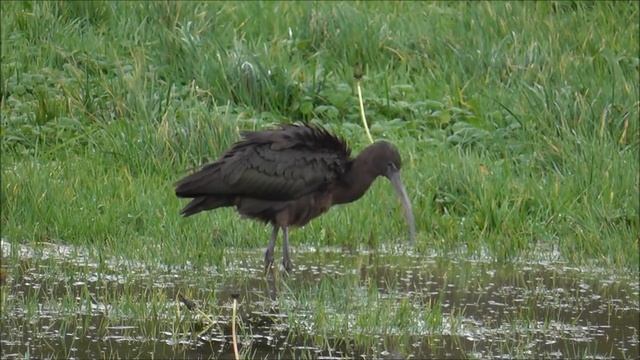 Glossy Ibis at Radipole Park Drive, Dorset, on 25th December 2013 смотреть онлайн