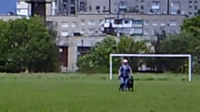 Горловка . ротвейлер Анта . тренинг (лобовая)31,05,20 смотреть онлайн