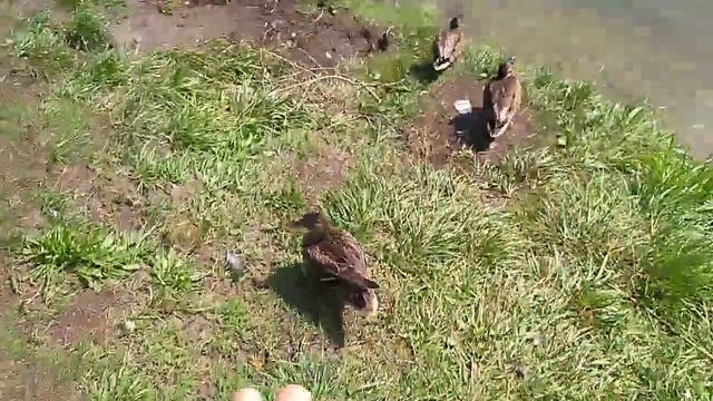 Парк утки 2 смотреть онлайн