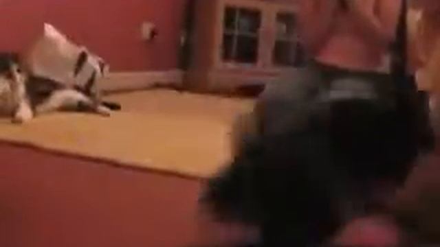 Издевательство над кошкой ПРИКОЛ смотреть онлайн