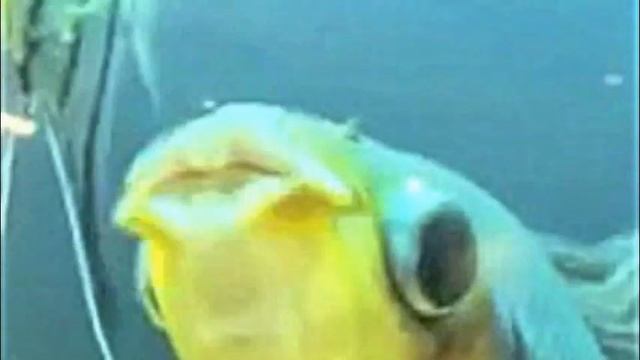 Star Wars - Return of The Jellyfish смотреть онлайн