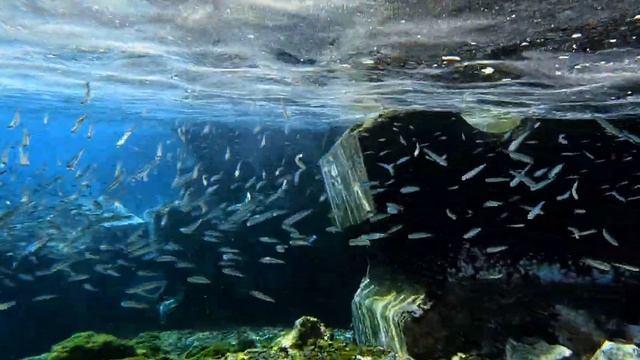 Snorkeling Playa Flamingo Lanzarote november - 21 смотреть онлайн