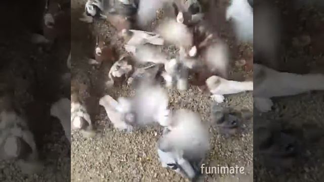 Голуби в Джанкое👍🖐 смотреть онлайн