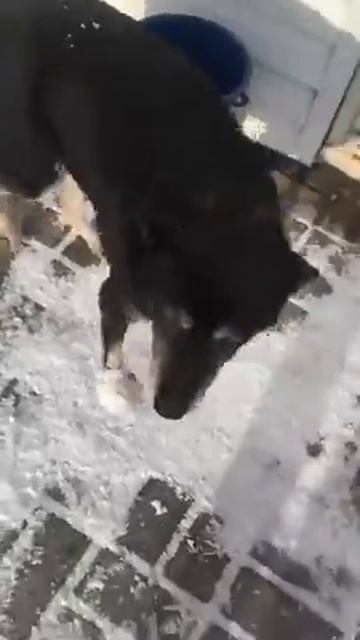4 Собака , прибилась на заправку, ее не ждут. Жалеет одна женщина, кормит, пытается лечить лапку. смотреть онлайн