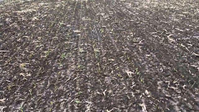 Первые всходы озимых. Декабрь 2024. смотреть онлайн