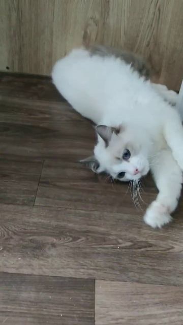 Ручные котята породы #рэгдолл (#тряпичнаякукла ) питомник #Bluebelldolls (Москва) #ragdoll #регдолл смотреть онлайн