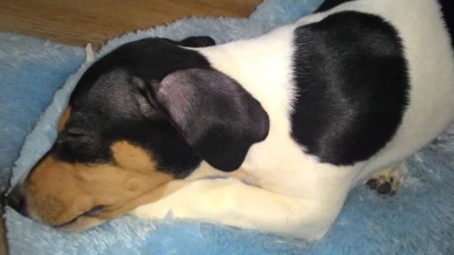 Джек Рассел смотреть онлайн