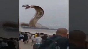 Big Cobra Attack Большая Кобры атака