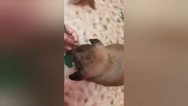 Попугай Сеня гуляет с кроликом Боней!🐰🐦 смотреть онлайн