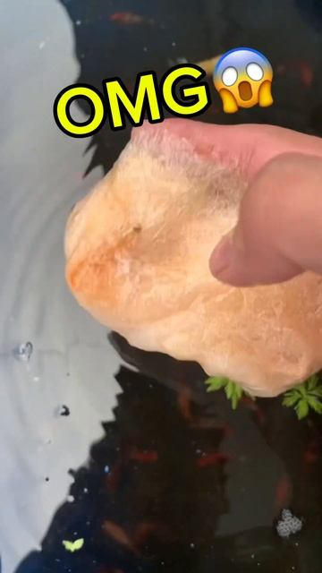super giant betta bubble nest😱#bettafishtank #betta смотреть онлайн