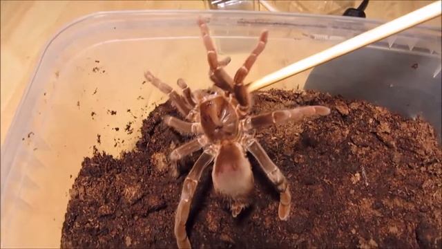 Stridulating Pelinobius muticus part II смотреть онлайн