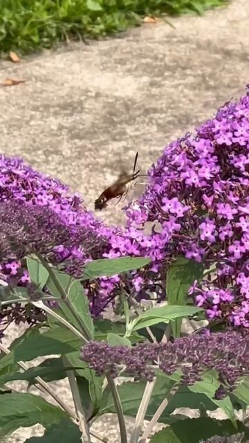 Hummingbird Hawk Moth #shortsvideo смотреть онлайн