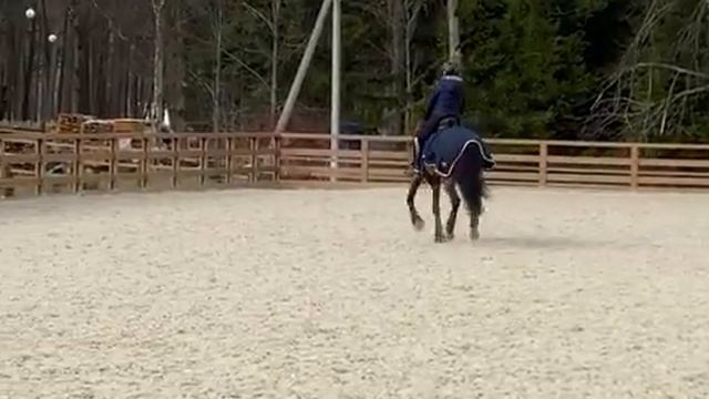 Полупопона MIU Equestrian SOFT SHELL HALF смотреть онлайн