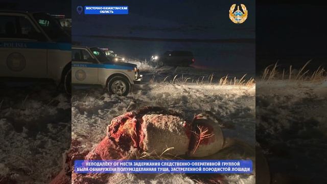 Породистую лошадь стоимостью 7 тысяч долларов застрелил скотокрад смотреть онлайн