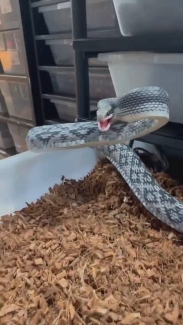 blue believe beauty snake 🐍🐍🎃😯#2k смотреть онлайн