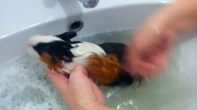 Купание морской свинки смотреть онлайн