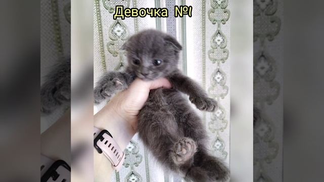 Котята в добрые руки.Бесплатно смотреть онлайн